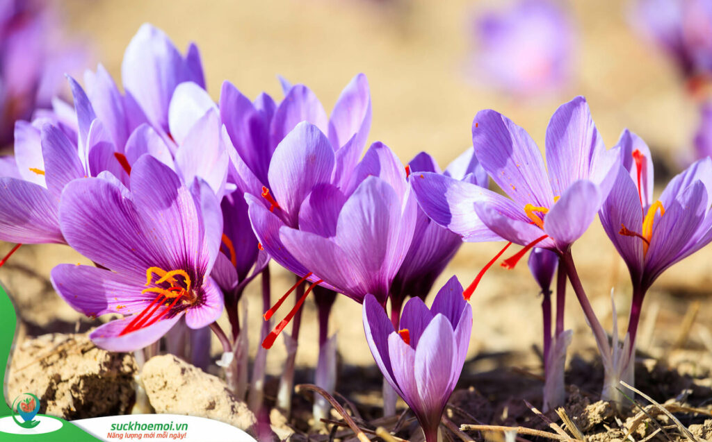 Mật Ong Saffron - Bí Quyết Sức Khỏe và Sắc Đẹp Tự Nhiên 2 Hoa nghe tay