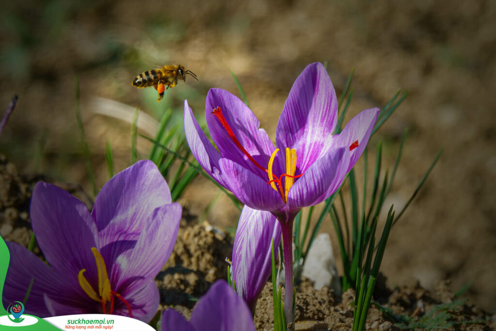 Mật Ong Saffron - Bí Quyết Sức Khỏe và Sắc Đẹp Tự Nhiên 1 Hoa nghe tay va ong