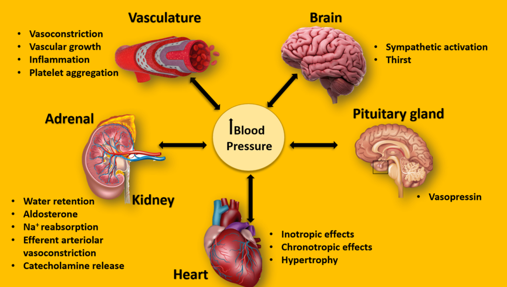 Stress Tăng Huyết Áp: 7 Tác Hại Nguy Hiểm 2 Stress tăng huyết áp